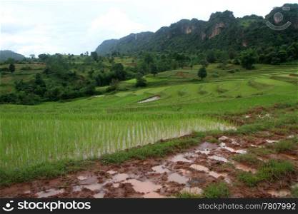 Dirty road and rice fields on the slope of mount, Myanmar