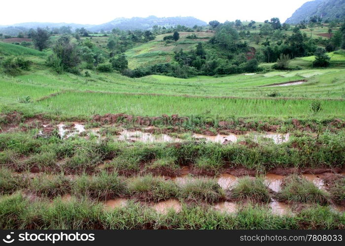 Dirty road and rice fields on the slope of mount, Myanmar