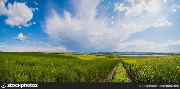 Dirty road through spring rapeseed yellow blooming fields panoramic view, blue sky with clouds and sunshine. Natural seasonal, good weather, climate, eco, farming, countryside beauty concept.