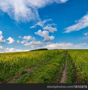 Dirty road through spring rapeseed yellow blooming fields view, blue sky with clouds in sunlight. Natural seasonal, good weather, climate, eco, farming, countryside beauty concept.