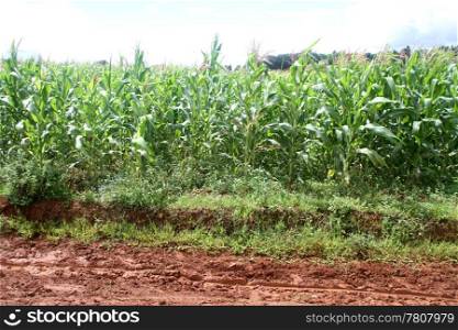 Dirty roan and cornfield in Shan state, Myanmar