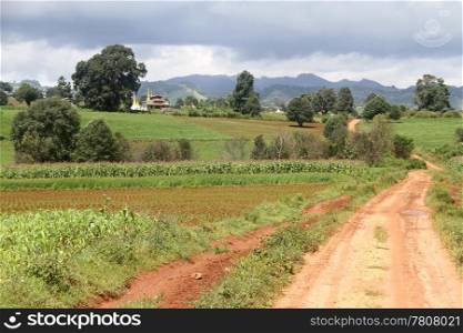 Dirty roan and cornfield in Shan state, Myanmar