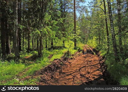 dirty rural road in green wood