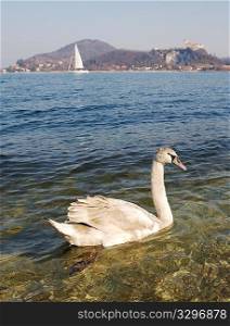 Dirty swan in the sea