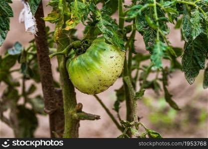 Dirty unripe tomatoes growing in rural garden . Home gardening of plants that suffers from severe drought hot sun and heavy rain.