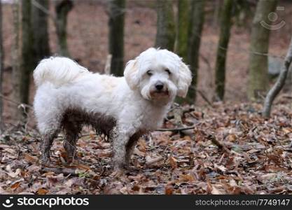 Dirty White Maltese Dog Bichon in forest