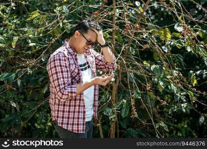 Disappointed agriculturist looking arabica coffee berries on hid hands in a coffee plantation. Farmer picking coffee bean in coffee process agriculture.