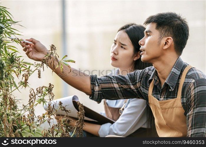 Disappointed Asian woman and man marijuana researcher checking marijuana cannabis plantation in cannabis farm, Business agricultural cannabis. Cannabis business and alternative medicine concept.