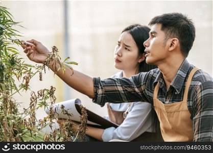 Disappointed Asian woman and man marijuana researcher checking marijuana cannabis plantation in cannabis farm, Business agricultural cannabis. Cannabis business and alternative medicine concept.