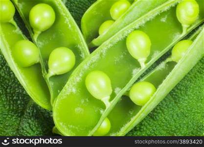 disclosed several pods of green peas on a green leaf textural. close-up