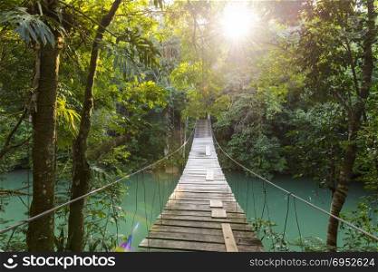 Discovery footbridge over river in tranquil forest