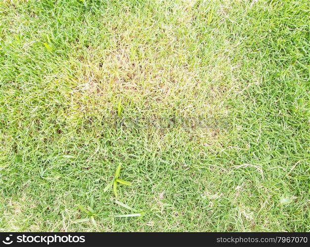 diseases of turf. Brown stain in a lawn, &#xA;due to fungus grass