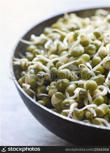 Dish of Sprouting Moong Beans
