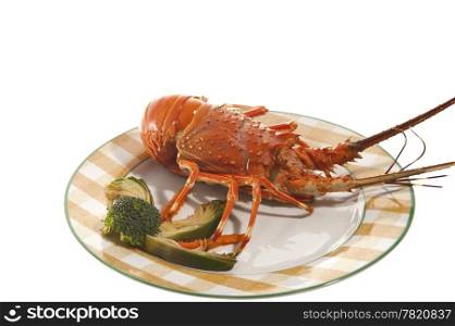 dish with cooked lobster on a colored background