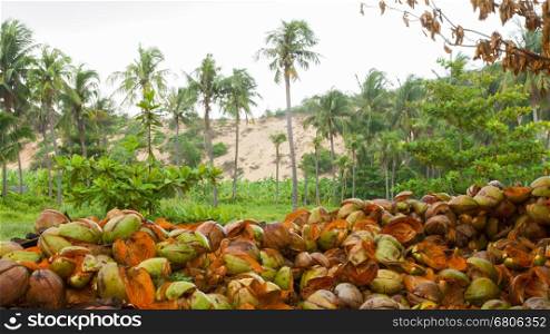 Disposed coconut husks on the ground, Vietnam