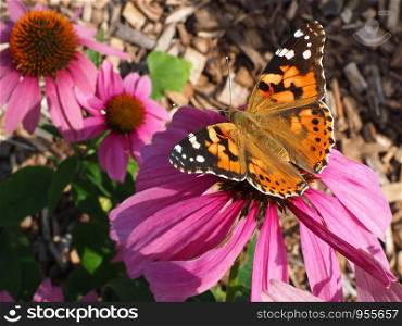 distelfalter butterfly in the sun