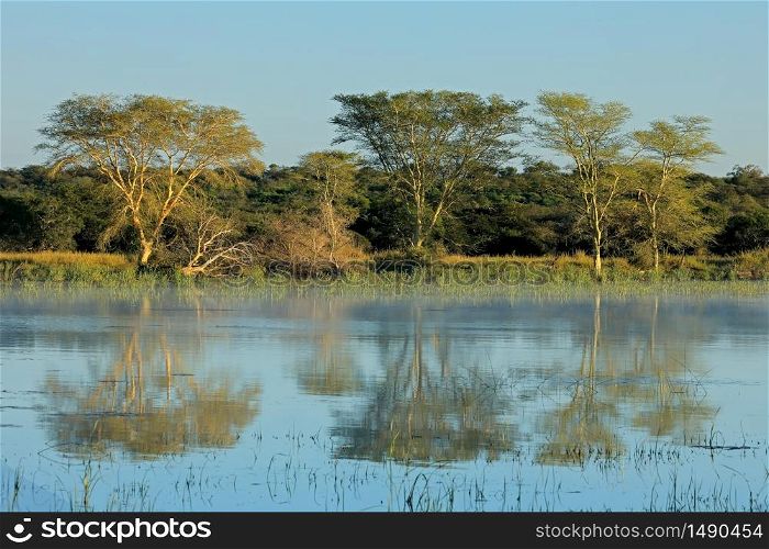 Distinctive fever trees (Vachellia xanthoploea) growing on the edge of a lake, Mkuze game reserve, South Africa