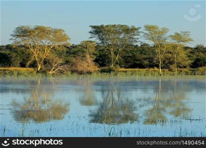 Distinctive fever trees (Vachellia xanthoploea) growing on the edge of a lake, Mkuze game reserve, South Africa