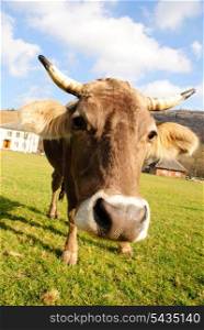 distorted brown cow on green grass and blue sky background