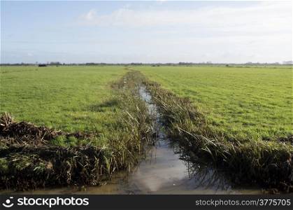 Ditch between the pastures in Eemdijk, Netherlands.