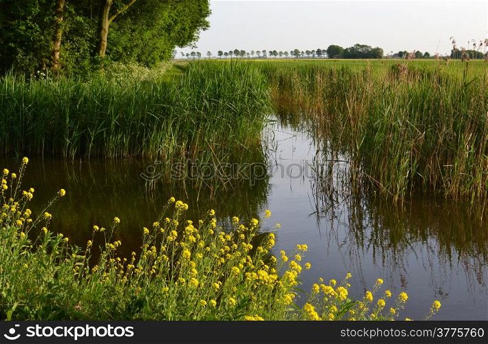 Ditch side with cane and rapeseed between meadows in Hazerswoude, Netherlands.