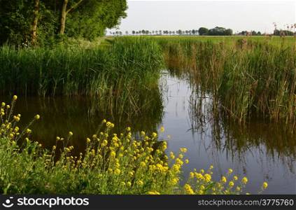 Ditch side with cane and rapeseed between meadows in Hazerswoude, Netherlands.