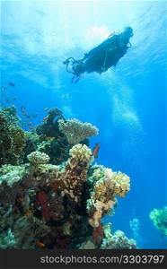 Diver at reef