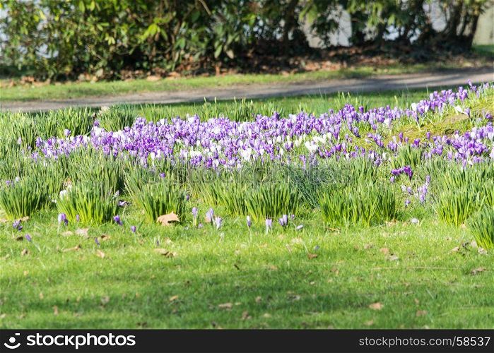 Diverse purple crocuses in spring in a meadow.