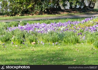 Diverse purple crocuses in spring in a meadow.