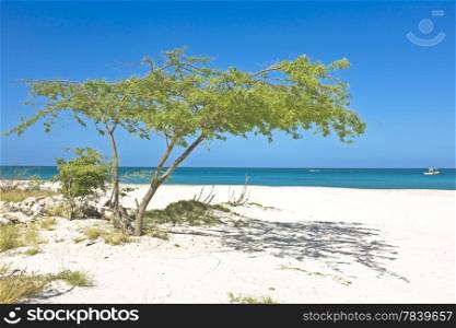 Divi divi tree on Aruba island in the Caribbean