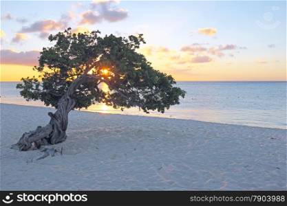 Divi divi tree on Aruba island in the Caribbean