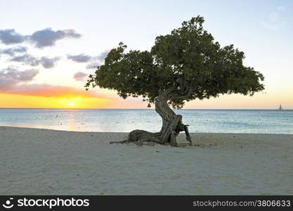 Divi divi tree on Aruba island in the Caribbean at sunset