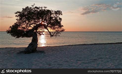 Divi divi tree on Aruba island in the Caribbean Sea at sunset