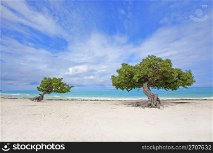Divi divi tree on Eagle beach, Aruba