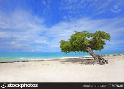 Divi divi tree on Eagle beach, Aruba