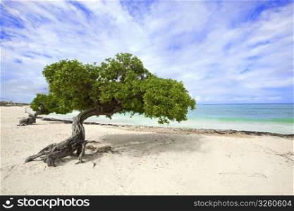 Divi divi tree on Eagle beach, Aruba. Divi Divi tree