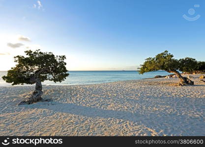 Divi divi trees on Aruba island at sunset