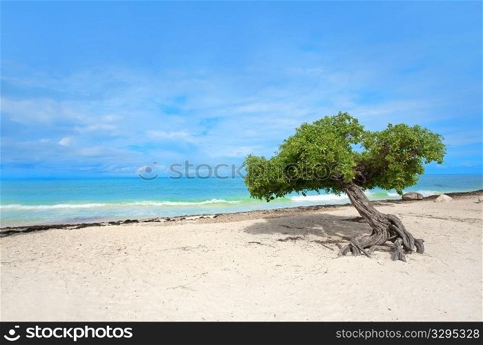 Divi tree on Eagle beach, Aruba , Caribbean