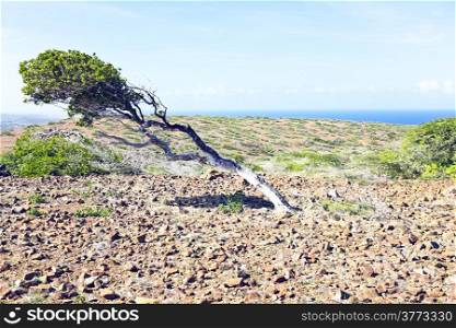 Dividivi tree on Aruba