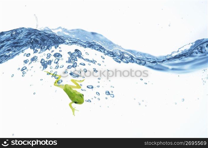 Diving of a frog