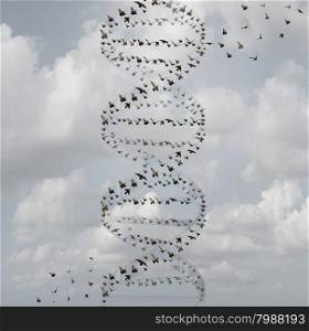 DNA in nature and medical science research concept as a group of flying birds shaped as a double helix as a biotechnology and health care biology technology symbol for gene chemistry and genetic medicine.&#xA;&#xA;