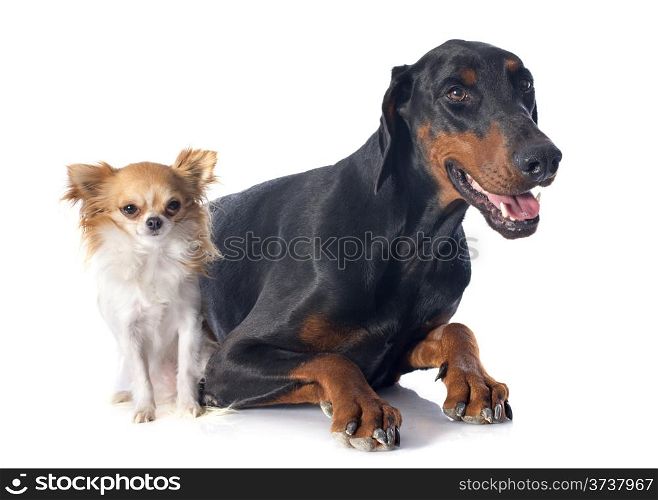 doberman pinscher and chihuahua in front of white background