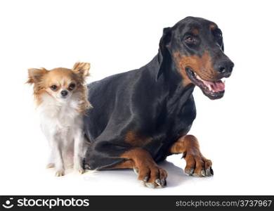 doberman pinscher and chihuahua in front of white background