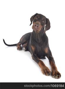 dobermann pinsher in front of white background