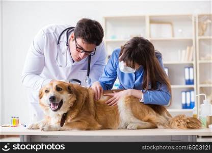 Doctor and assistant checking up golden retriever dog in vet cli. Doctor and assistant checking up golden retriever dog in vet clinic