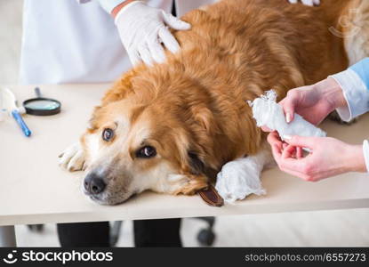 Doctor and assistant checking up golden retriever dog in vet cli. Doctor and assistant checking up golden retriever dog in vet clinic