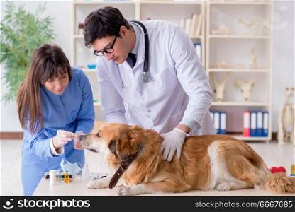 Doctor and assistant checking up golden retriever dog in vet cli. Doctor and assistant checking up golden retriever dog in vet clinic