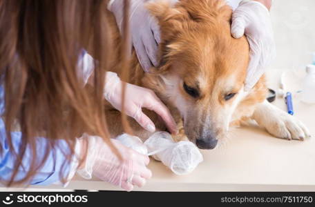 Doctor and assistant checking up golden retriever dog in vet clinic. Doctor and assistant checking up golden retriever dog in vet cli