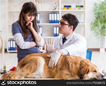 Doctor and assistant checking up golden retriever dog in vet clinic. Doctor and assistant checking up golden retriever dog in vet cli
