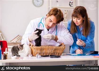 Doctor and assistant in vet clinic checking up kitten
